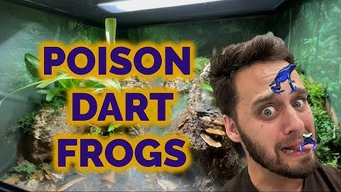 Poison Dart Frog Enclosure🐸(Bioactive)