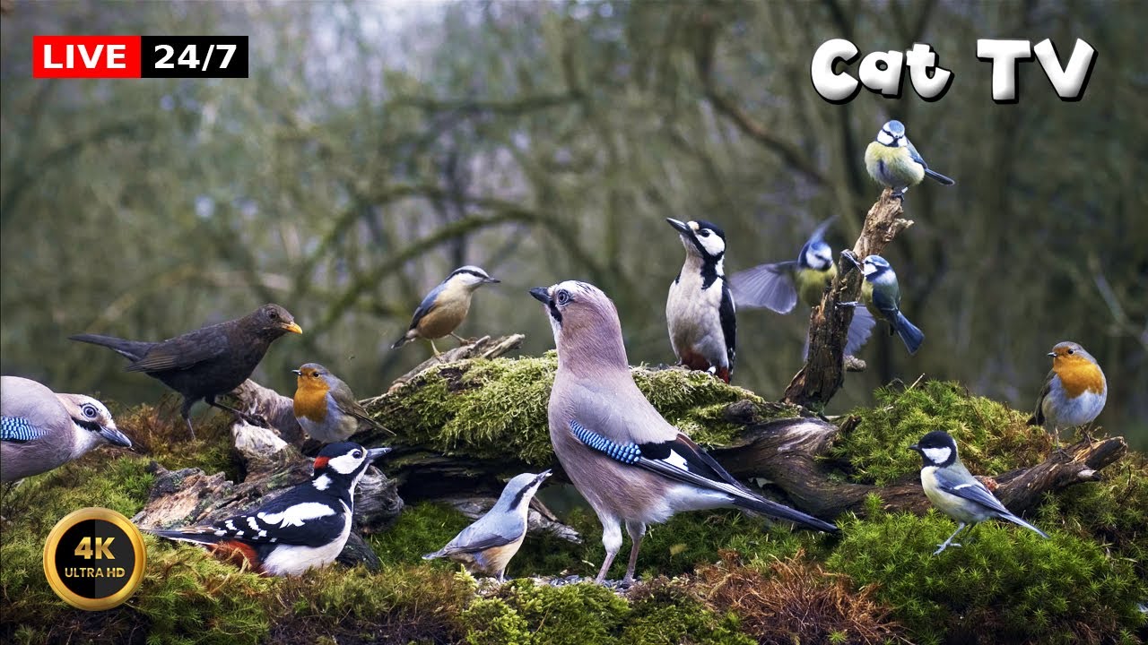 🔴24/7 LIVE Cat TV 😺 Happy Birdies Buddies 🎶🕊️