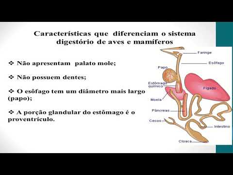 Vídeo: Infecção Viral Do Trato Digestivo Em Pássaros