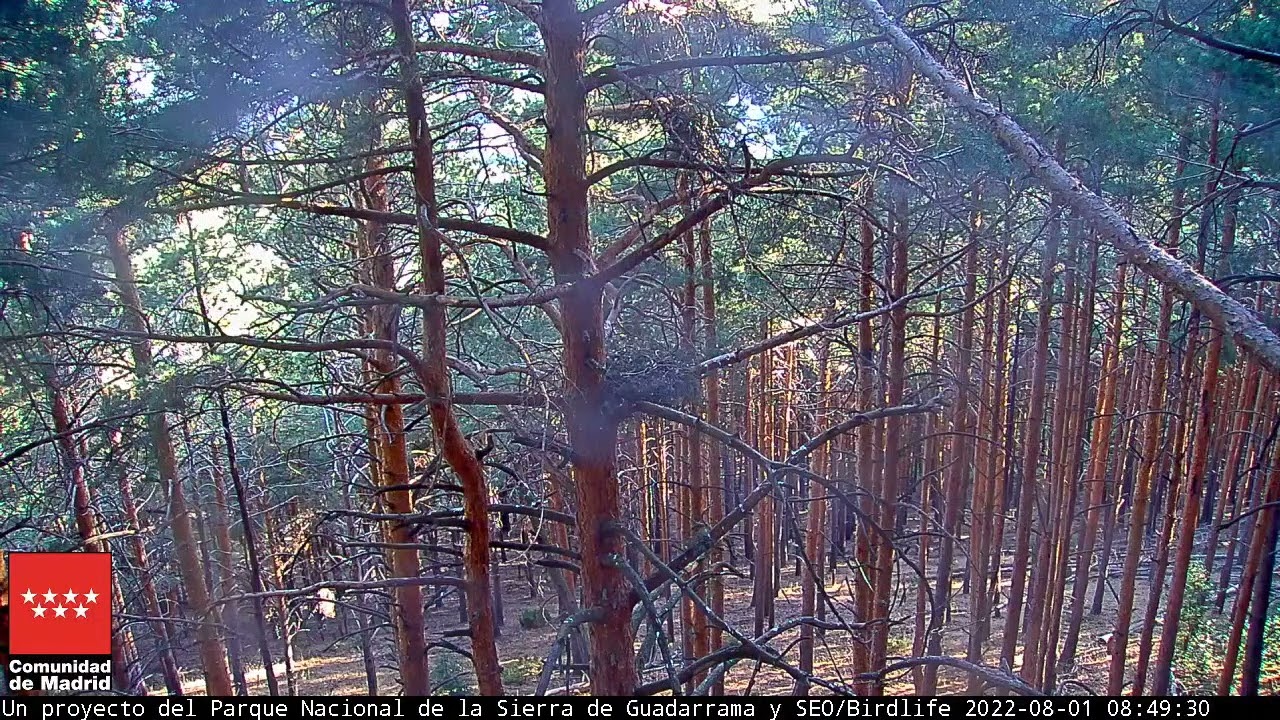 ¡PRIMER VUELO! - Águila calzada -  P.N. Sierra de Guadarrama 