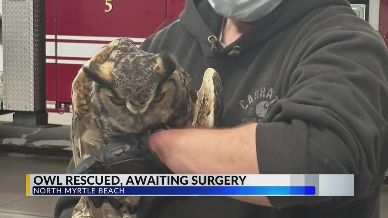 Injured owl rescued from North Myrtle Beach roadway - YouTube