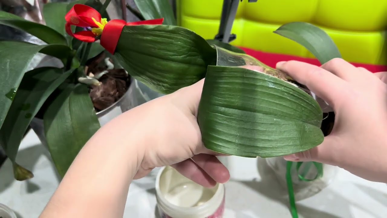 Ракетное топливо для орхидей. Вторая обработка и первые результаты