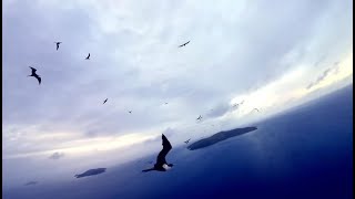 BIRD ISLAND: An Island Literally COVERED with Birds! (Fiji: The Great Astrolabe Reef)