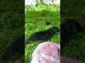 Slo-mow critters