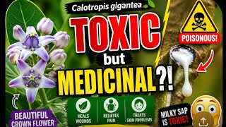 Calotropis gigantea Secrets🤨