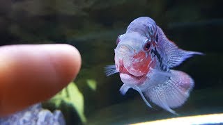 New Baby Flowerhorn and What I Feed Him