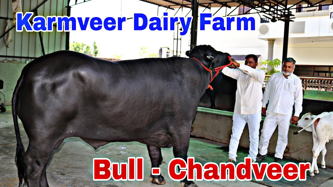 ब्रिडिंग के बादशाह भाई करमवीर || Bull - Chandveer || Karmveer Dairy Farm