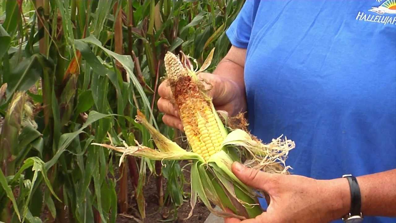 Gardening Guide #12: Growing Corn