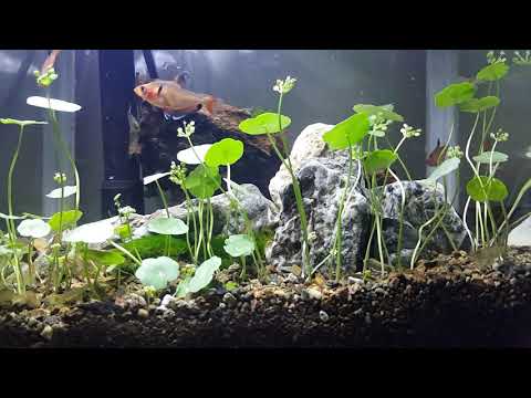 Video cây rau má trồng thủy sinh ko phân nền - youtube