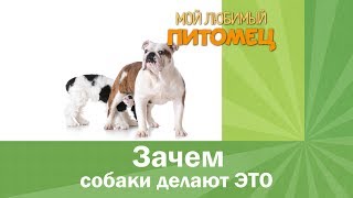 Зачем собаки ЭТО делают? ЧТО у них под хвостом? Зачем собаки ЭТО делают? ЧТО у них под хвостом?