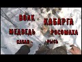 Убираю капканы на волка/ ПРивез приваду на медведя/  Болезнь капканов/ Март  2021/ Зверь в лесу есть