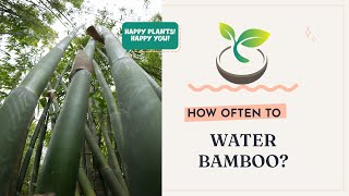 🍀How Often to Water Bamboo for Rapid Growth?