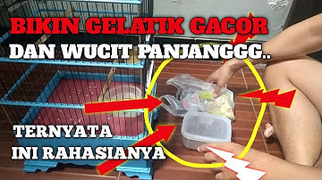 BONGKAR PERAWATAN GELATIK BATU SUPAYA JADI GACOR DAN WUCIT..WUCIT.. PANJANG!!