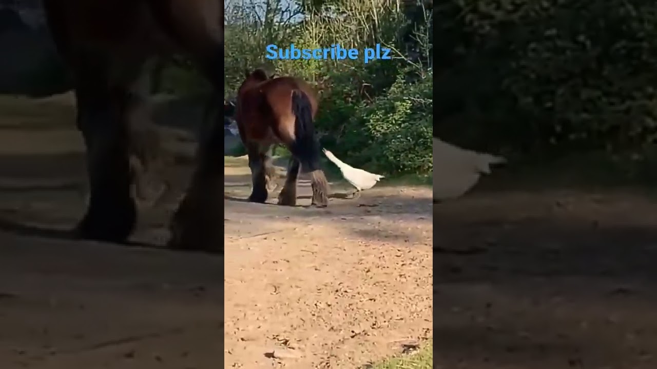 Horse 🐎 kick Duck 🦆 Funny Video Viral 
