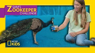 Edward the Peacock is on the Loose! | Sam's Zookeeper Challenge