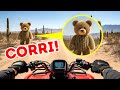 Se incontri un orsetto di peluche nel deserto, allontanati lentamente