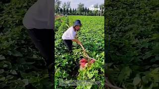 Farming for beginners: a simple guide to growing sweet potatoes