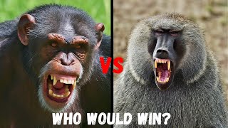 CHIMPANZEE vs BABOON - Who's a Stronger Primate?
