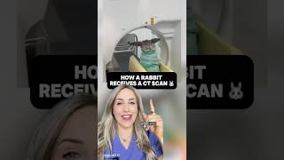 This rabbit got a CT scan?!