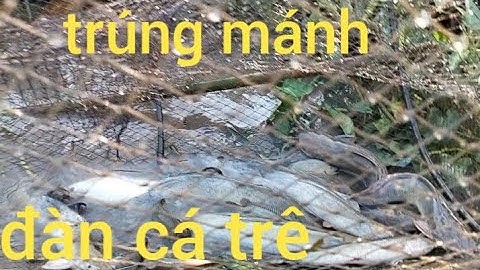 Thăm lợp trúng mánh một ổ cá trê khủng, cá lóc, cá rô đồng thật là mê 