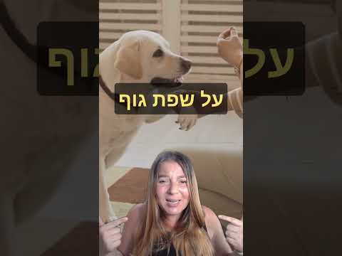 אילוף כלבים לימוד פקודות מבוסס על תקשורת כלבית ושפת גוף אילוףכלבים 