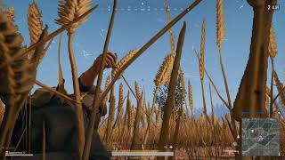 Kippie In Het Open Veld