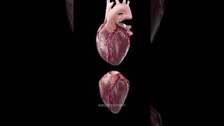 Heartbeat 🫀#heart #heartbeat #anatomy
