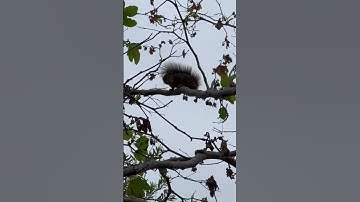 Sóc gọi bạn tình squirrel mating call ? #shorts #nature