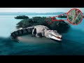 Entire Island Was Scared of This Dangerous Crocodile