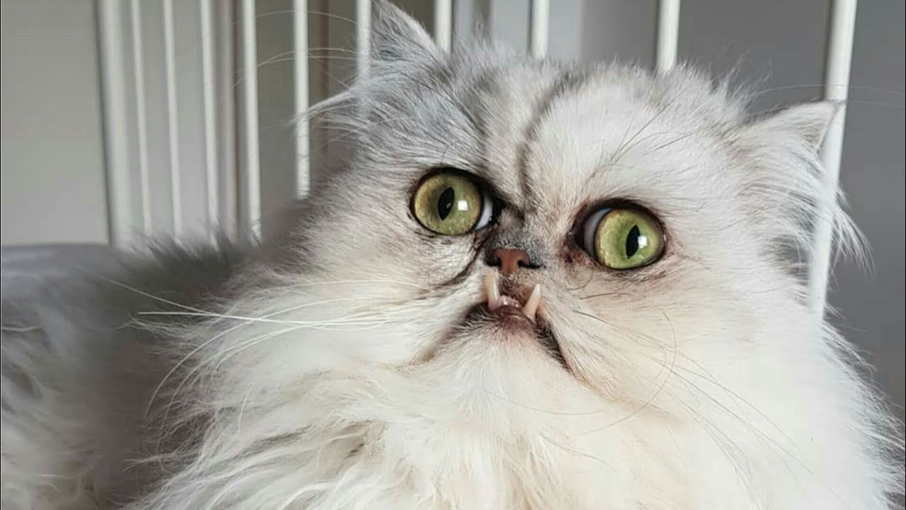 World's Ugliest Cats Ever