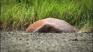 Murottal Anak Juz 30 (Al fatihah - Al Kautsar) Irama Hijaz || Animasi Minuscule 