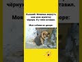 #смешно #юмор #мем #смехпродлеваетжизнь
