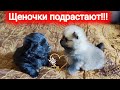 Наши щеночки делают первые шажочки! Шпицы.