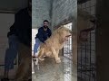 Simba Gussy Main Agya Simba Lion Playing Attack Mood Shortvideo Usama S Tigers