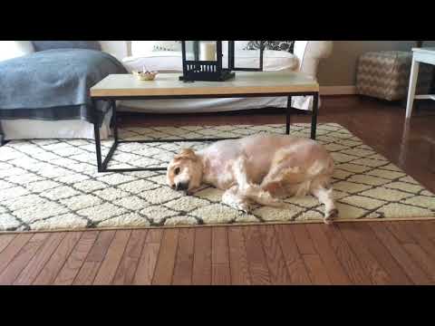Video: Dog Hemangiosarcom: Noi tratamente dovedite care prelungesc viata