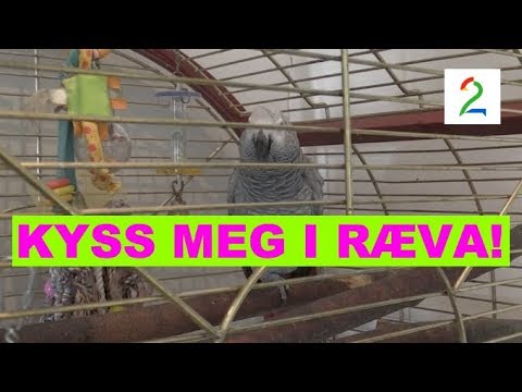 Video: Hva liker papegøyer å spise?