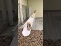 Hamsters Jugando