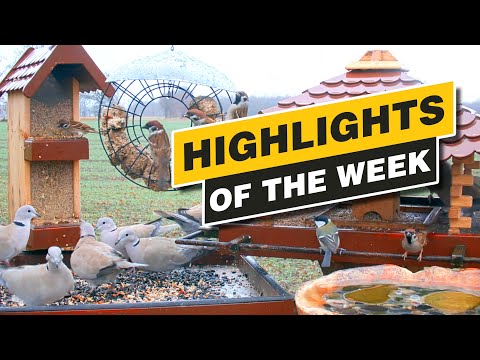 Recke Wildlife Highlights Week 52 2021 live cam preview