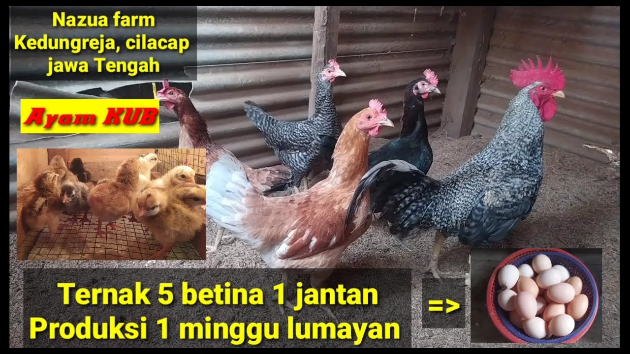 Ternak Ayam KUB 5 betina 1 jantan hasil nya lumayan || Produksi 1minggu