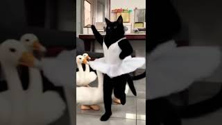 я ржу , гусей не заказывал #viral #lovepets #mainecoone