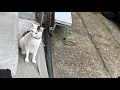 保護猫ミミ ライブ配信 こんな感じで毎日散歩してます。