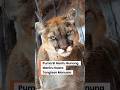 JERITAN MENGERIKAN PUMA?? Sang Hantu Gunung yang Suka Meniru Suara Manusia