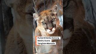 JERITAN MENGERIKAN PUMA?? Sang Hantu Gunung yang Suka Meniru Suara Manusia