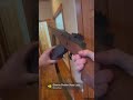 #scotchtape #M1A #firearmsdaily #gunsdaily #airsoft #M14 #springfield #rollingstones