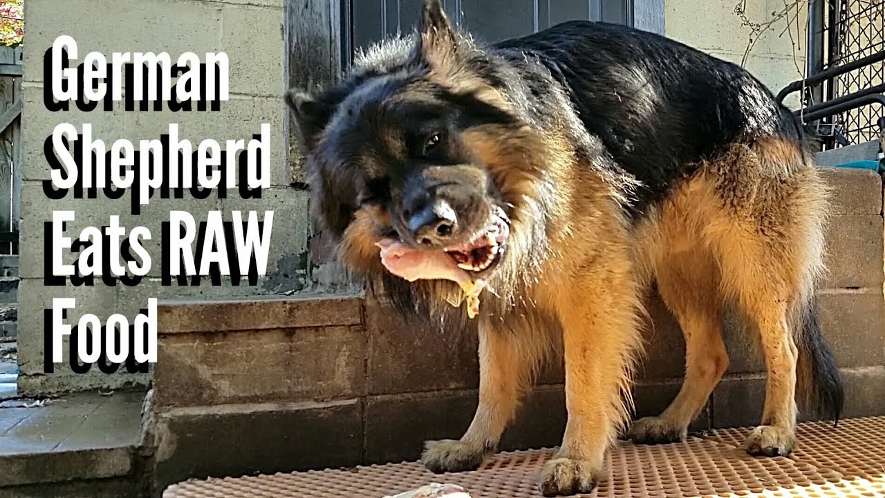 german shepherd food aggression