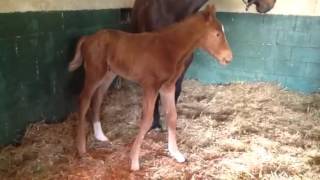 Chestnut colt by Flatter out of Argentesque