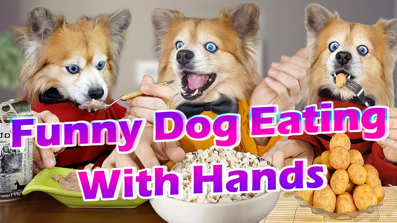 Best Funny Dog Eating YouTube