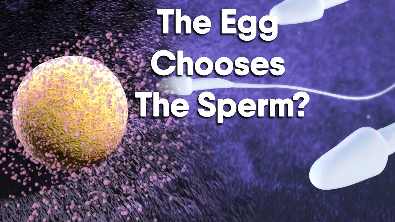 Fertilization - It’s Not a Race,there is a bit of "selective dating" going on