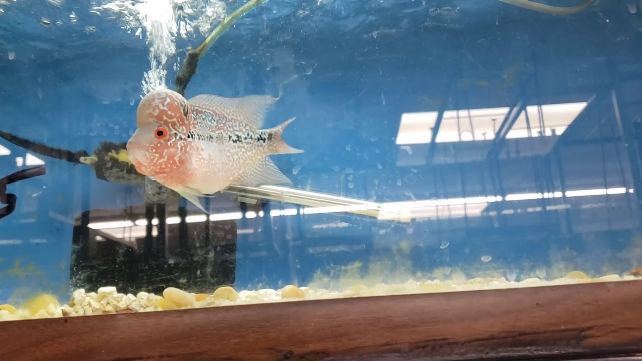 Eden Pet Supplies Amazing Fish Store in the DMV area. Flowerhorns Dovi