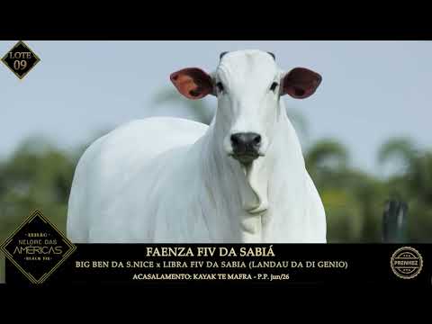 LOTE 09   FAENZA FIV DA SABIÁ